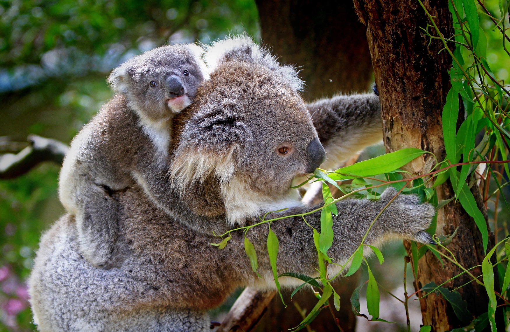 Australien